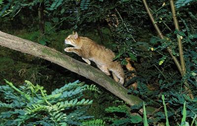 在树枝上行走的欧洲野猫