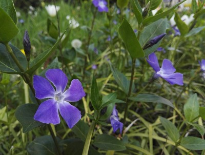 较大的长春花或长春花
