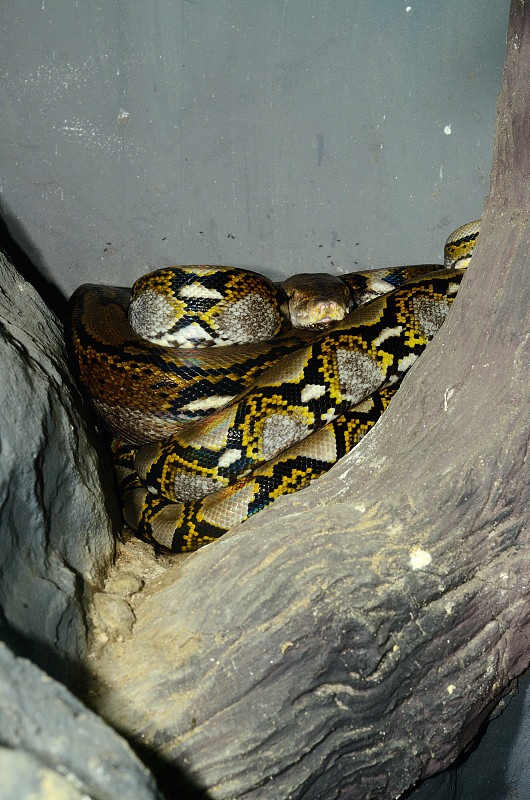 网状蟒(Python reticulatus)