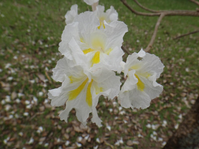 白色ipe花