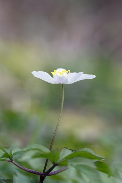 五叶银莲花