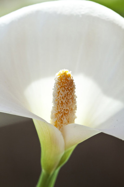 马蹄莲花