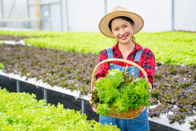 在温室花园里，年轻的亚洲女农民在篮子里拿着有机莴苣。