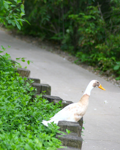 鸭