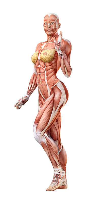 3D插图女性数字与肌肉地图上的白色