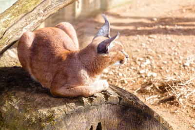 野猫，野猫，山猫