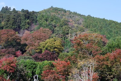 秋叶大阪1