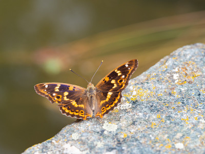 紫蝶(Apatura ilia)