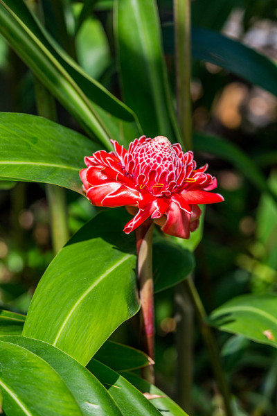 火炬姜花