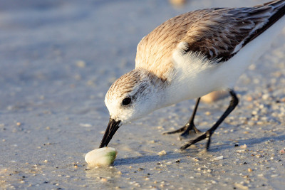 雪鸻，Charadrius nivosus，吃一个壳