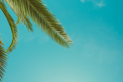 复古色调的棕榈树叶