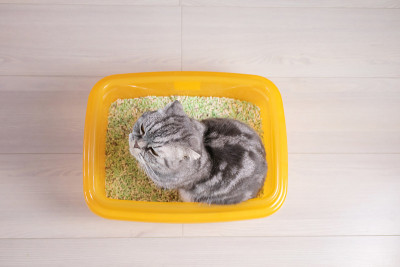 橙色托盘里的猫