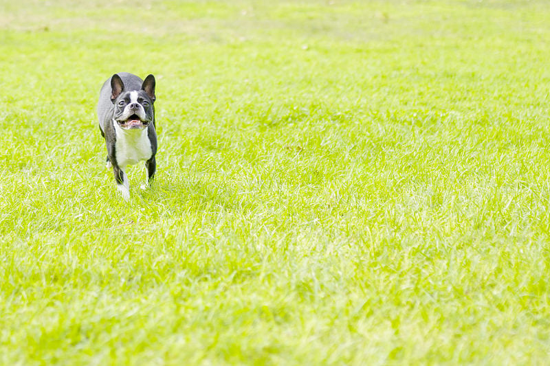 波士顿小猎犬公园