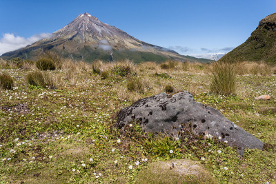 塔拉纳基山草地上的野花