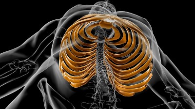 人体骨骼解剖肋骨笼3D渲染