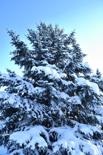 树在冬天的雪