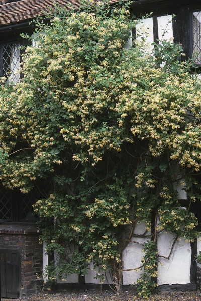 忍冬属植物