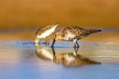 水鸟和五彩缤纷的大自然背景。常见的水鸟:鹬。Calidris ferruginea。
