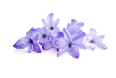 风信子的花