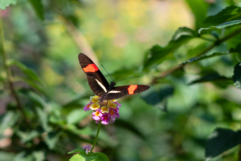 Heliconius erato橙黑蝴蝶