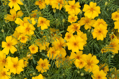 Djurgarden在秋天