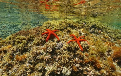 地中海红海星