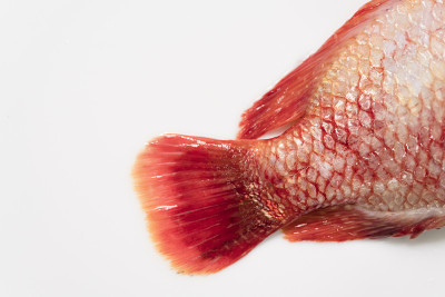 靠近新鲜生鱼，红罗非鱼，尼罗罗非鱼(Oreochromis niloticus-mossambicu