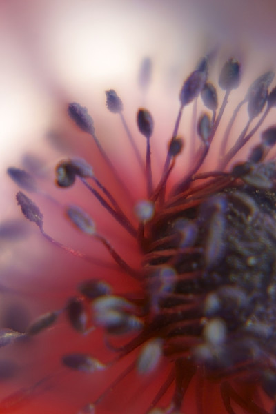 花粉扩散