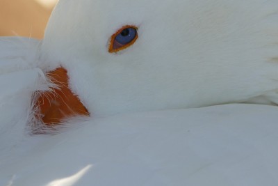 鹅