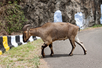 Nilgiritragus hylocrius过马路