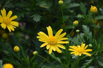 美丽的黄色玛加丽特雏菊