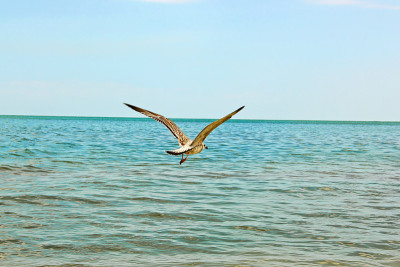 Larus argentatus。一只银色的海鸥飞过大海。天空中的鸟