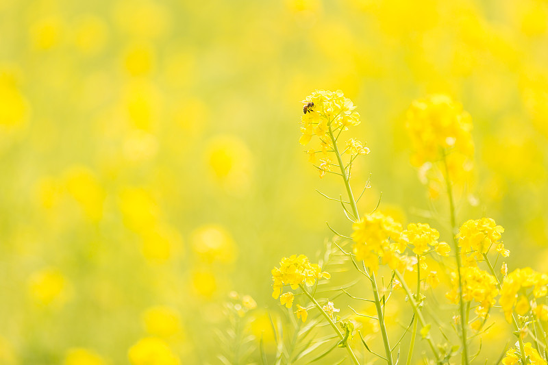 东京油菜籽地里的蜜蜂