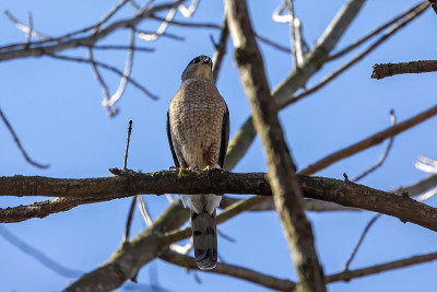 库珀鹰(Accipiter cooperii)，也被称为库珀鹰，是美国本土动物。