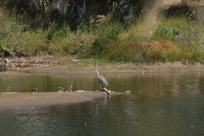 Blue Heron