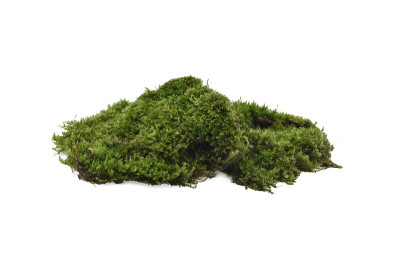 在白色背景上孤立的绿色苔藓