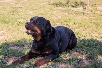 犬种繁育和训练