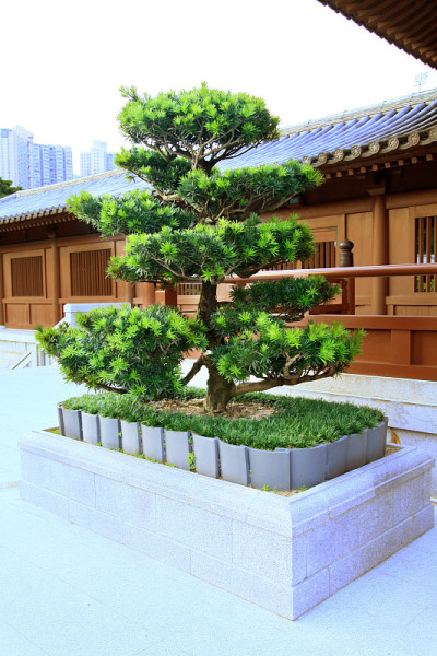 中国花园里的盆景树。