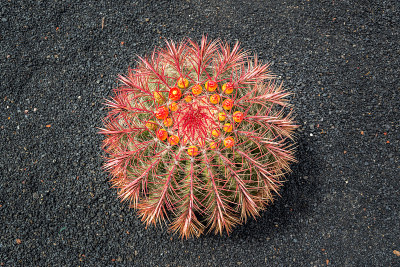 亚利桑那州桶形仙人掌(Ferocactus wislizeni)，橙色花，黑色熔岩土壤背景兰萨罗特