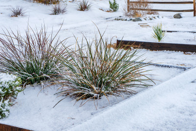 莫哈韦沙漠花园里的雪和红色丝兰植物