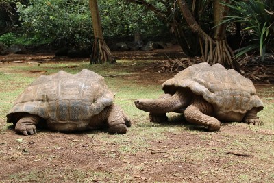 亚达伯拉巨龟，Dipsochelys gigantea，毛里求斯，印度洋，非洲