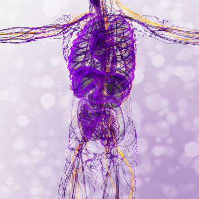 神经系统的3d渲染医学插图