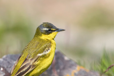 黄鸟特写，西部黄Wagtail(莫塔西拉黄)