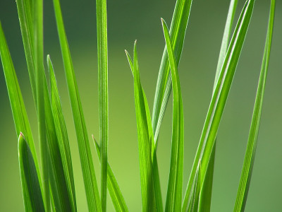 绿草