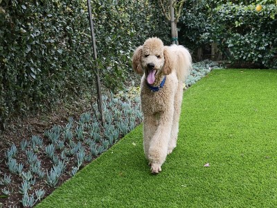 后院的标准贵宾犬