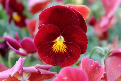 花和自然