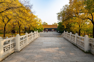 秋天，公园里有中国古建筑的阁楼和银杏树