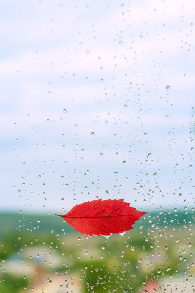 红叶的嘴唇沾着雨滴落在窗户上