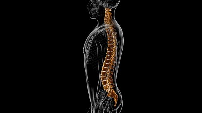 人类骨骼脊柱椎骨解剖3D