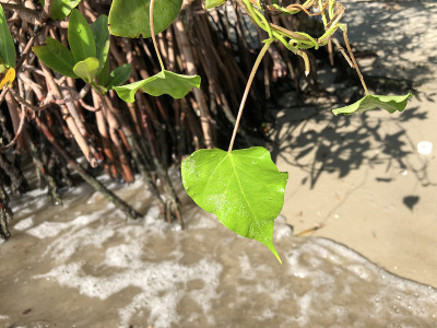 海上藤蔓上的心型叶子
